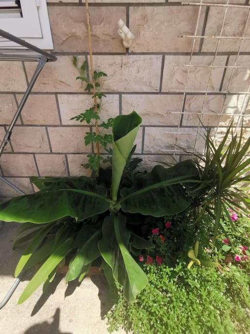 Makarska Blue Oasis Apartman 2-6 Εξωτερικό φωτογραφία