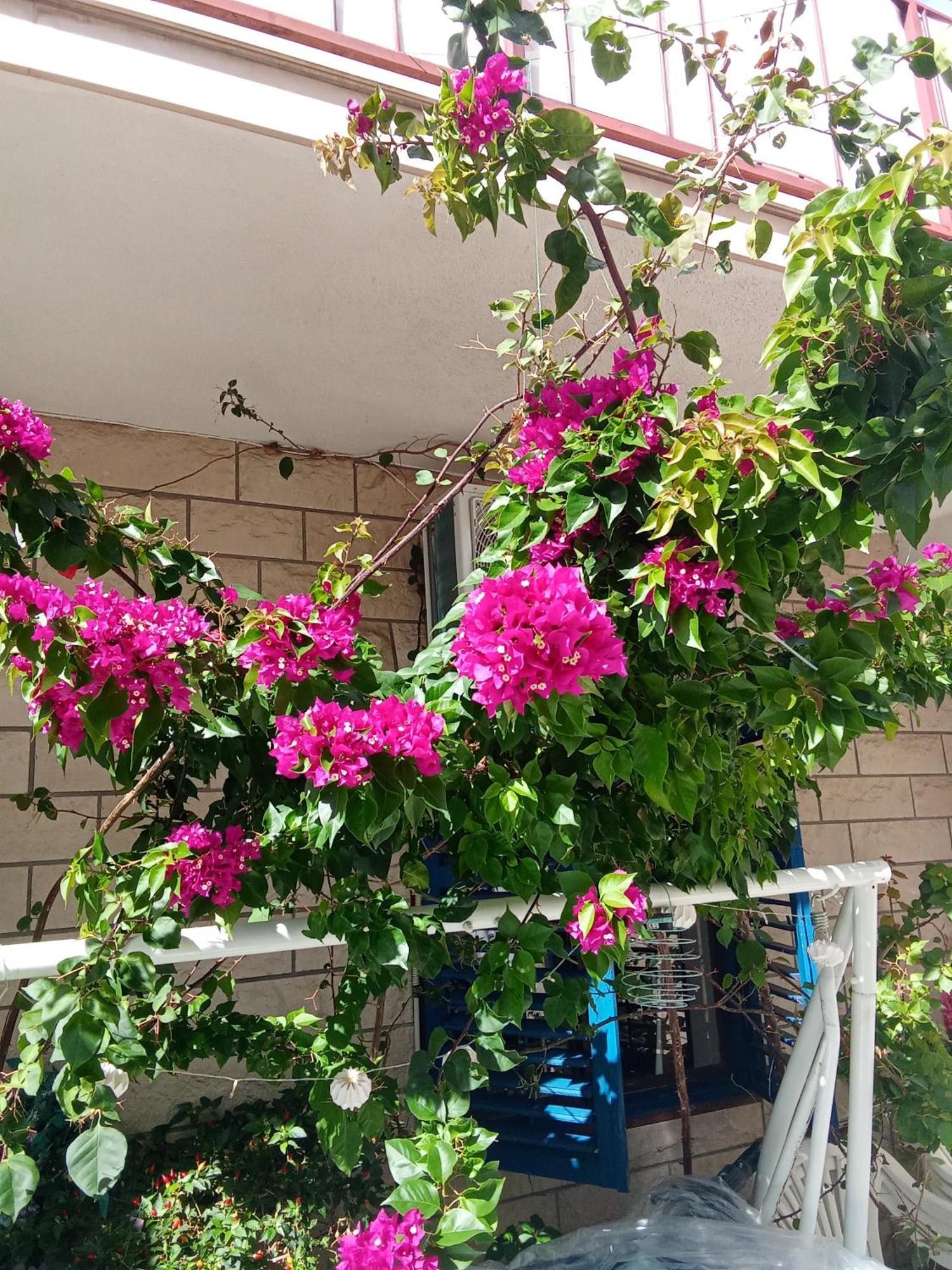 Makarska Blue Oasis Apartman 2-6 Εξωτερικό φωτογραφία
